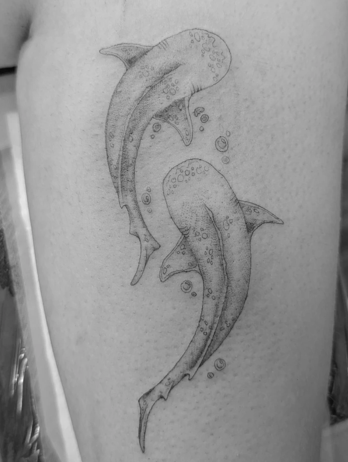 Whale Sharks